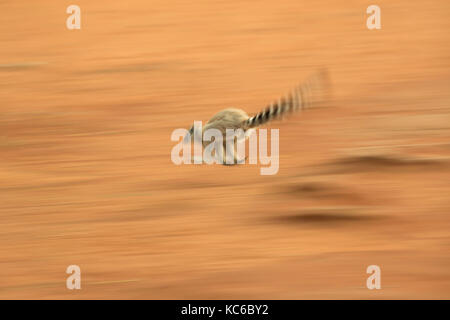 Afrika, Madgascar, Berenty finden, wilde Ring-tailed Lemur (Lemur catta) gefährdet, Ausführen Stockfoto