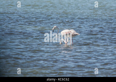 Flamingos am Meer Lagune von amvrakikos Stockfoto