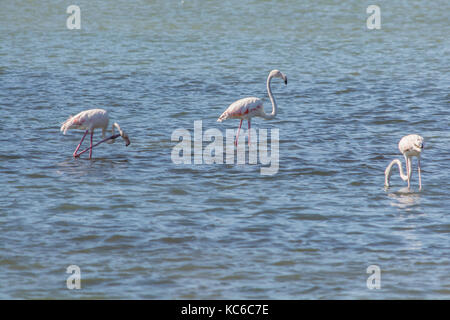 Flamingos am Meer Lagune von amvrakikos Stockfoto