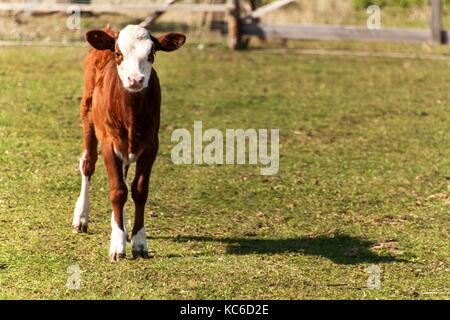 Kalb auf der Weide. junge Kuh auf der Weide grasen Herbst auf dem landwirtschaftlichen Betrieb. Viehzucht Stockfoto