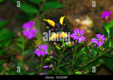 Gelbe konfrontiert Grassquit mit Nahaufnahme rosa Blumen Essen Samen Stockfoto