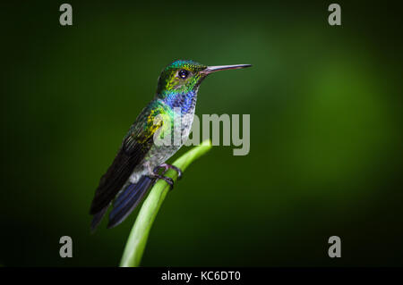 Blue-chested Hummingbird images im Regenwald von Panama genommen Stockfoto