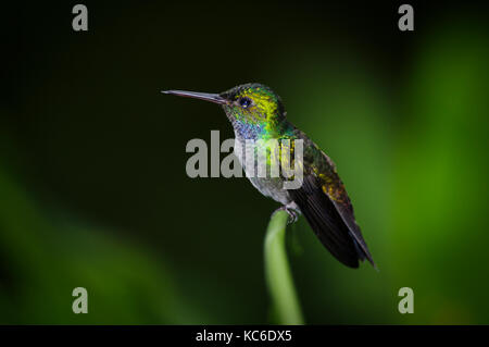 Blue-chested Hummingbird images im Regenwald von Panama genommen Stockfoto