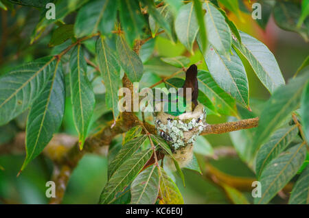 Rufous tailed hummingbird Nest aus Anlage gebaut - Faser- und tote Blätter und mit Flechten und Moose mit jungen Vögel eingerichtet Stockfoto