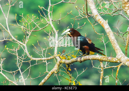 Chestnut-headed oropendola großen Vogel auf einem Zweig der Baumstruktur Stockfoto