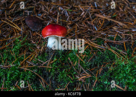 Eine Sickener oder psathyrella Emetica gefunden in einem Pinienwald. Stockfoto