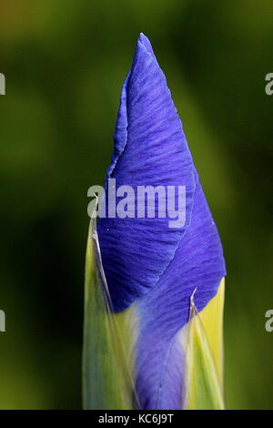 Neuseeland Pflanzen, Iris Bud Stockfoto