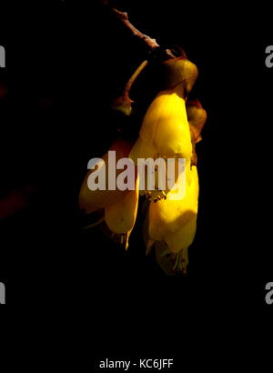 Neuseeland kowhai Blume Stockfoto