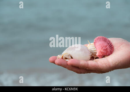 Viele Muscheln auf der Frau Hände durch das Meer. Stockfoto