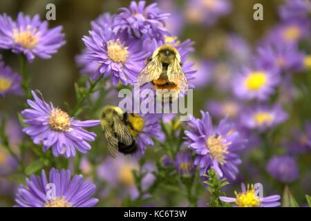 Zwei Arten von Hummel auf Astern Stockfoto