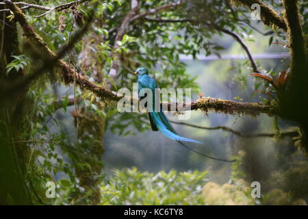 Atemberaubende Männlichen glänzende Quetzal, Pharomachrus mocinno, Monteverde Cloud Forest National Park, Costa Rica, Mittelamerika Stockfoto