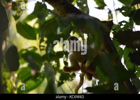 Zentralamerikanischen Totenkopfäffchen Essen einer Zikade, Saimiri oerstedii, Manuel Antonio NP, Costa Rica Stockfoto