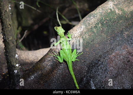 Gemeinsame Basilisk Lizard, Jesus Lizard, Basiliscus basiliscus Nationalpark Tortuguero, Costa Rica Stockfoto