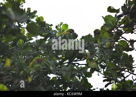 3 Große grüne Aras Fütterung in einem Feigenbaum in Tortuguero Nationalpark, Ara Ambiguus, Tortuguero NP, Costa Rica Stockfoto