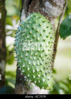 Stachelige Frucht der soursop Stockfoto