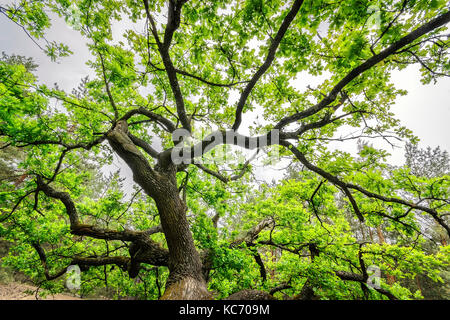 In der Ukraine, Dnepropetrovsk region, novomoskovsk Bezirk, Eiche (Quercus) Baum Stockfoto