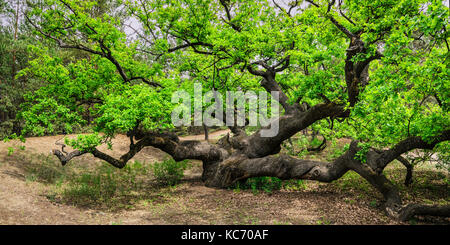 In der Ukraine, Dnepropetrovsk region, novomoskovsk Bezirk, grüne Eiche (Quercus) Baum Stockfoto