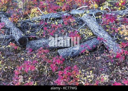 Herbst Blätter Laub und fallen Farben ändern im Bow Valley Provincial Park an den Vorbergen der kanadischen Rocky Mountains Alberta Kanada Stockfoto