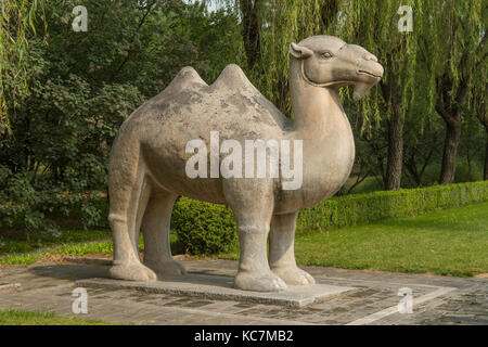 Kamel stehend auf der Heiligen Straße auf die Ming-gräber, changping, China Stockfoto