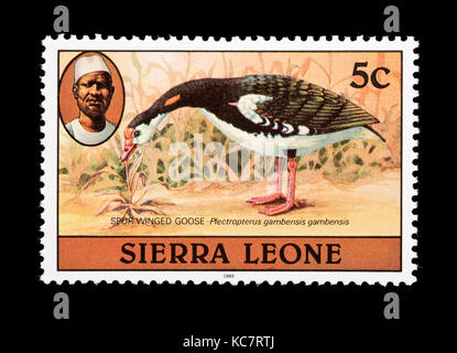 Briefmarke aus Sierra Leone, der einen Sporn - winged Gans (Plectropterus gambensis) Stockfoto