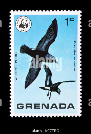 Briefmarke von Grenada Darstellung eines Wilson storm Petrel (Oceanites Oceanicus) Stockfoto