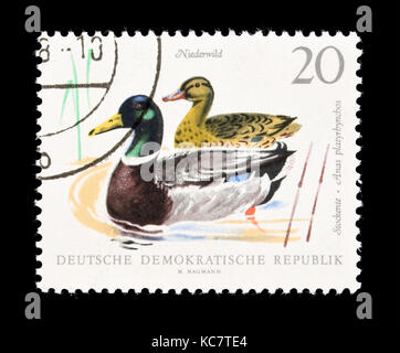Briefmarke aus Ostdeutschland (DDR) mit der Darstellung eines männlichen und weiblichen Stockente (Anas platyrhynchos) schwimmen auf dem Wasser. Stockfoto