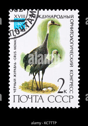 Briefmarke aus der Sowjetunion, die einen hooded Crane (Grus Monacha) Stockfoto