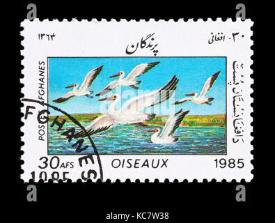 Briefmarke aus Afghanistan, die pelikane. Stockfoto