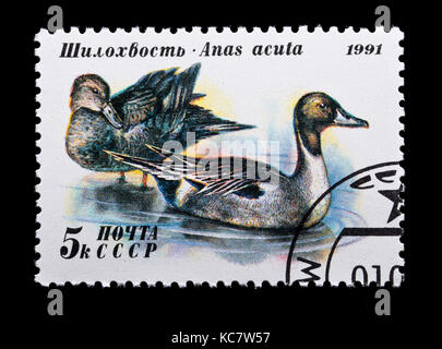 Briefmarke aus der Sowjetunion (UDSSR), ein pintail oder nördlichen Pintail (Anas acuta) Stockfoto