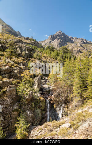 Wasserfall Kaskadierung über Felsen in einen klaren, flachen Pool und zwischen Pinien mit Paglia Orba Berg im Abstand in der Nähe der gr20 Wanderweg in Korsika Stockfoto