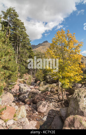 Kleiner Bach Kaskadierung über Felsen zwischen herbstlichen Bäume in den Bergen in der Nähe von Paglia Orba auf dem GR20 Wanderweg in Korsika Stockfoto