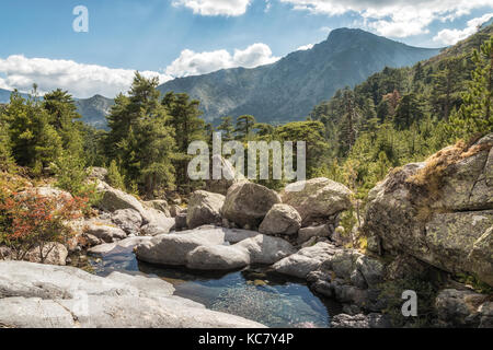 Kleiner Bach Kaskadierung über Felsen zwischen Pinien in den Bergen in der Nähe von Paglia Orba auf dem GR20 Wanderweg in Korsika Stockfoto