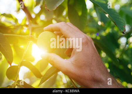 Landwirt Prüfung walnuss Frucht in organischen Garten gewachsen, männliche Hand, die reifende Frucht Stockfoto