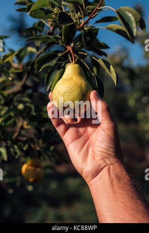 Landwirt Prüfung Birne Obst in organischen Garten gewachsen, männliche Hand, die reifende Frucht Stockfoto