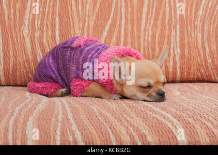 Zimt chihuahua Welpen gekleidet mit Pullover schlafen auf einem Sofa, 4 Monate alte Hündin. Stockfoto