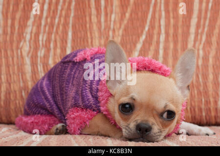 Zimt chihuahua Welpen gekleidet mit Pullover liegen auf einem Sofa, 4 Monate alte Hündin. Stockfoto