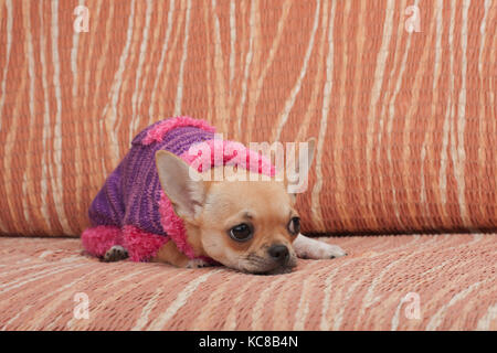 Zimt chihuahua Welpen gekleidet mit Pullover liegen auf einem Sofa, 4 Monate alte Hündin. Stockfoto