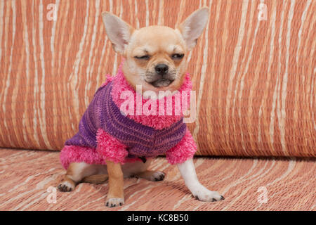 Zimt chihuahua Welpen gekleidet mit Pullover sitzen auf einem Sofa, 4 Monate alte Hündin. Stockfoto