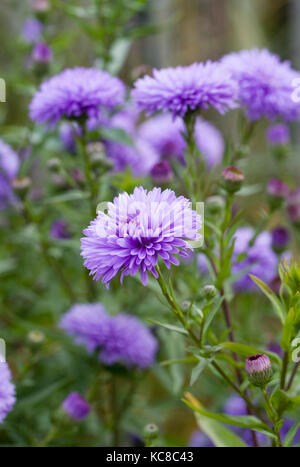 Symphyotrichum novi-belgii 'Marie Ballard' Blumen. Stockfoto