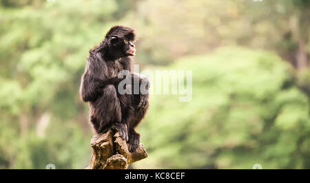 Black Spider monkey allein Porträt, mit teilweise offenen Mund, saß zusammengekauert auf einem Stück Holz mit gekreuzten Beinen und und starrte auf den Horizont.bac Stockfoto