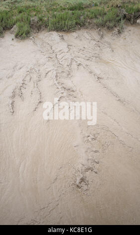 Bodenerosion durch Wasser und Schlamm fließt in Bank von Tidal River Usk, Newport, Großbritannien Stockfoto