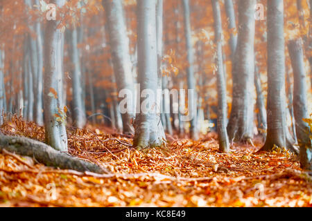 Misty Morning im Herbst Buchenwald Stockfoto
