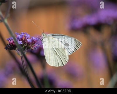 Schmetterlinge ernähren von Verbena bonariensis Stockfoto