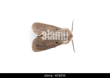 Musselin Moth, Diaphora mendica, Catbrook, Monmouthshire, April. Familie Erebidae. Auf weissem Hintergrund Stockfoto