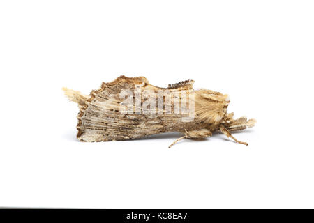 Blass Pterostoma palpina, Prominente, Catbrook, Monmouthshire, Mai. Familie Notodontidae Stockfoto