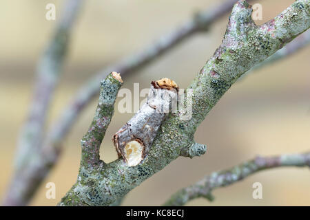 Buff-tipp Moth, Phalera bucephala, Catbrook, Monmouthshire, Mai. Familie Notodontidae. Fokus - gestapelt. Stockfoto