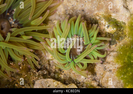 Snakelocks Anemonen, Anemonia sulcata, in einem kleinen Felsenpool, Pembrokeshire, Wales Stockfoto