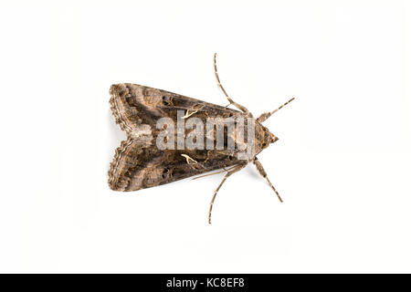 Silber-Y Moth, Autographa gamma, Catbrook, Monmouthshire, Mai. Familie Erebidae. Fokus - gestapelt Bild auf weißem Hintergrund. Stockfoto