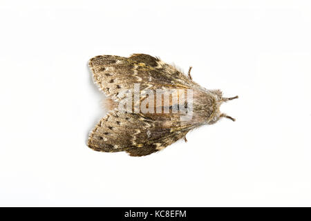 Lobster Moth, Stauropus fagi, Catbrook, Monmouthshire, Juni. Familie Notodontidae. Fokus - gestapelt Bild auf weißem Hintergrund Stockfoto