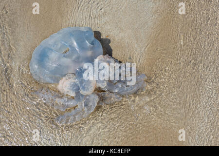 Gestrandet Barrel Qualle, Rhizostoma pulmo, am Strand, Newgale Pembrokehshire, Wales. Stockfoto